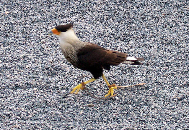 Courzieu park - Hawk