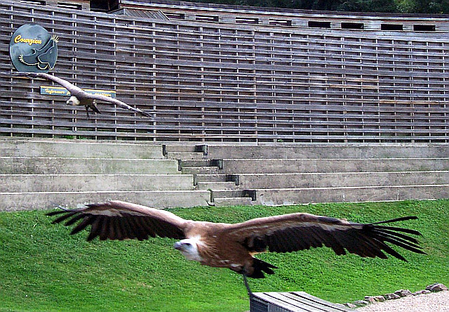 Courzieu park - Vulture flying