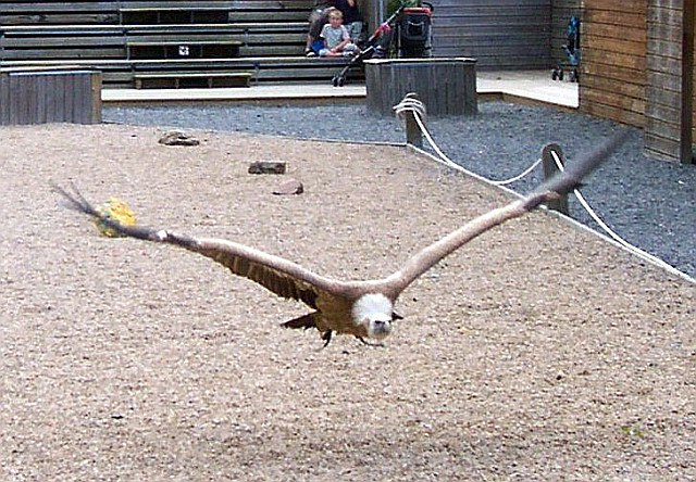 Courzieu park - Vulture (view 2)