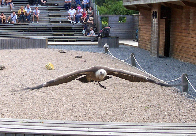Courzieu park - Vulture (view 3)