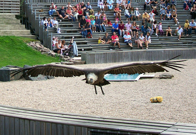 Courzieu park - Vulture (view 4)