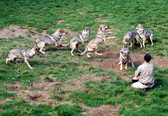 Courzieu park - Wolves feeding
