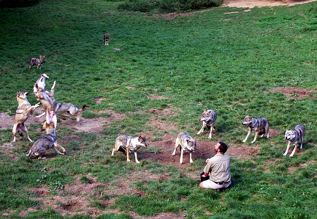 Courzieu park - Wolves feeding (view 2)