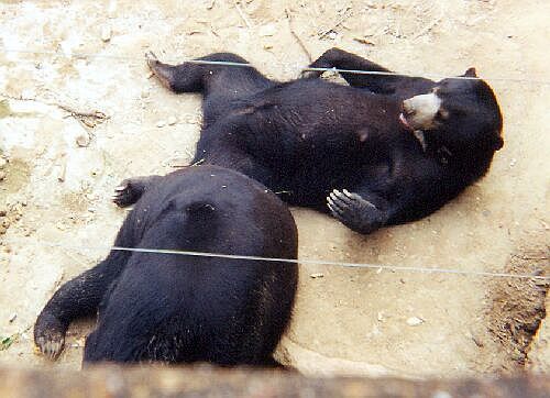 Romanèche-Thorins zoo - Bears