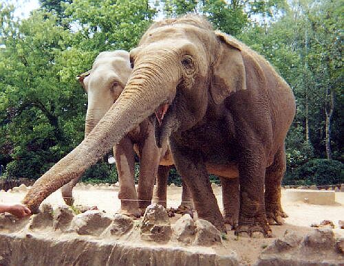 Romanèche-Thorins zoo - Elephants