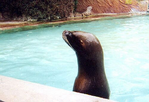 Romanèche-Thorins zoo - Sea lion