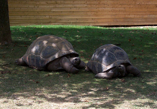 Romanèche-Thorins zoo - Seychelles giant tortoises