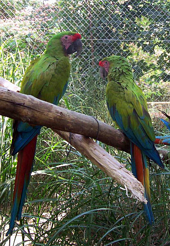 Romanèche-Thorins zoo - Military macaws