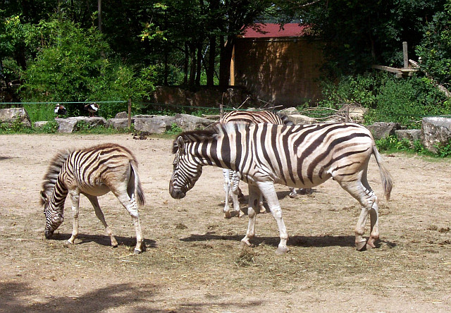 Romanèche-Thorins zoo - Zebras