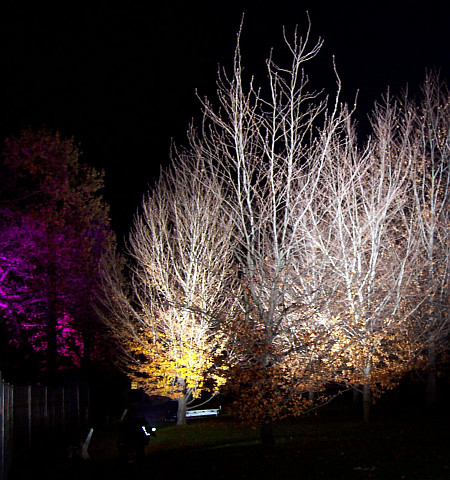 Illuminations in Lyon - Coloured trees in tête d'or park (2008)