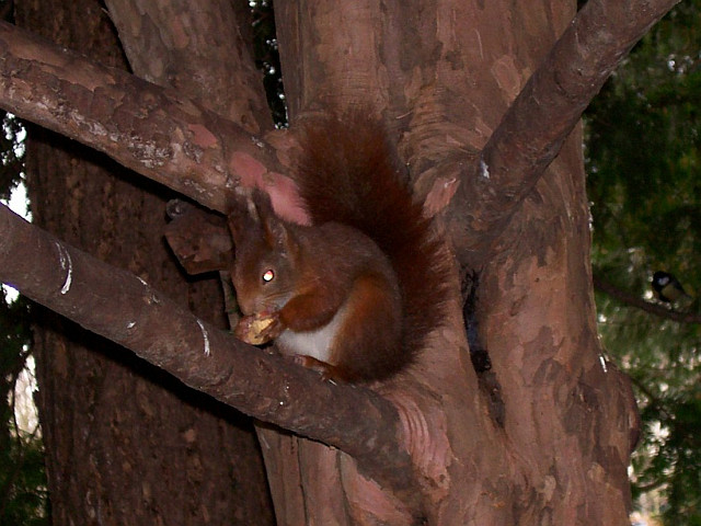Tête d'or park - Squirrel with a peanut