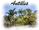 Antilles